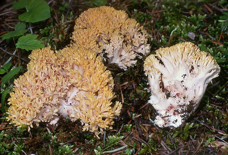 Ramaria vinosimaculans